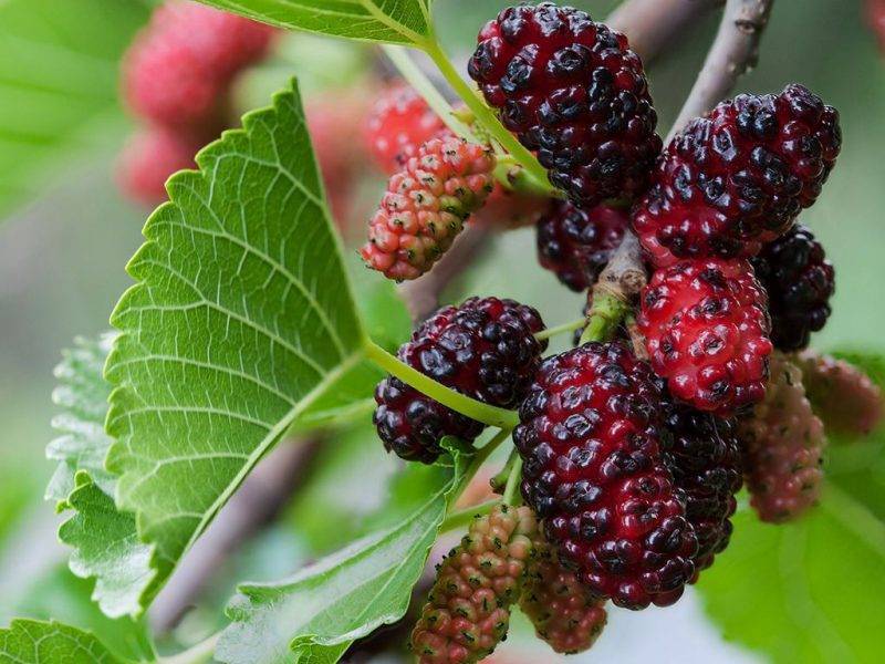 Шелковица купить саженцы из питомнике в Ессентуках