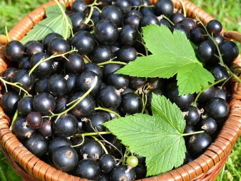 Смородина купить саженцы из питомника в Ессентуках