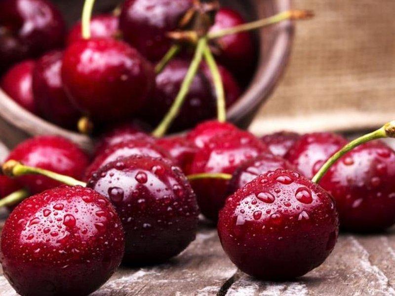 Вишня купить саженцы из питомника в Ессентуках