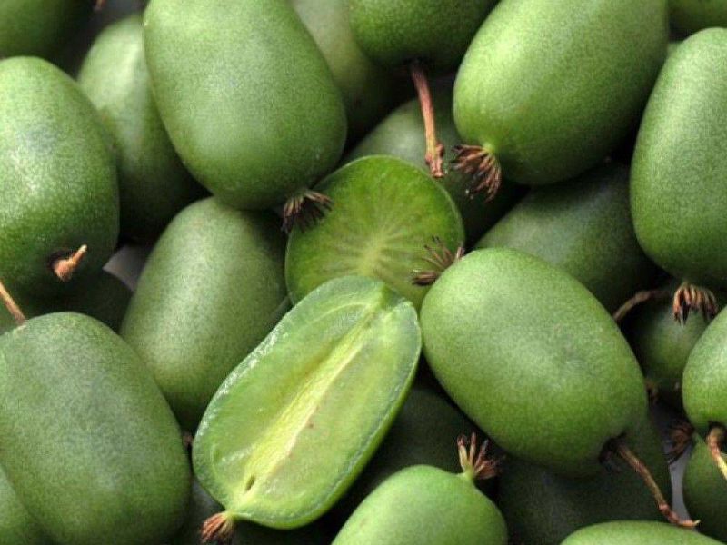 Актинидия купить саженцы из питомнике в Ессентуках