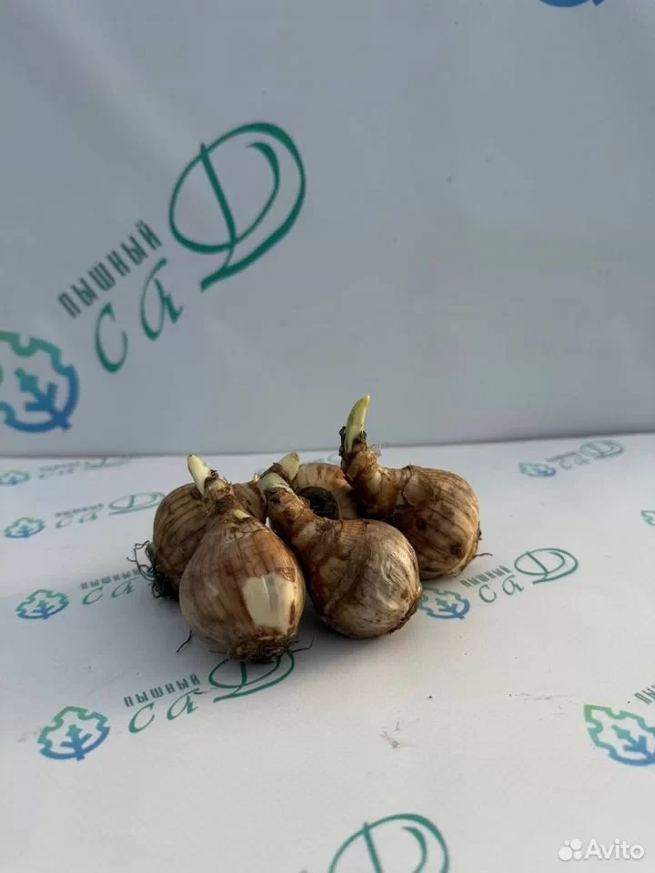 Нарцисс "ЧИРФУЛНЕСС" (5 штук)