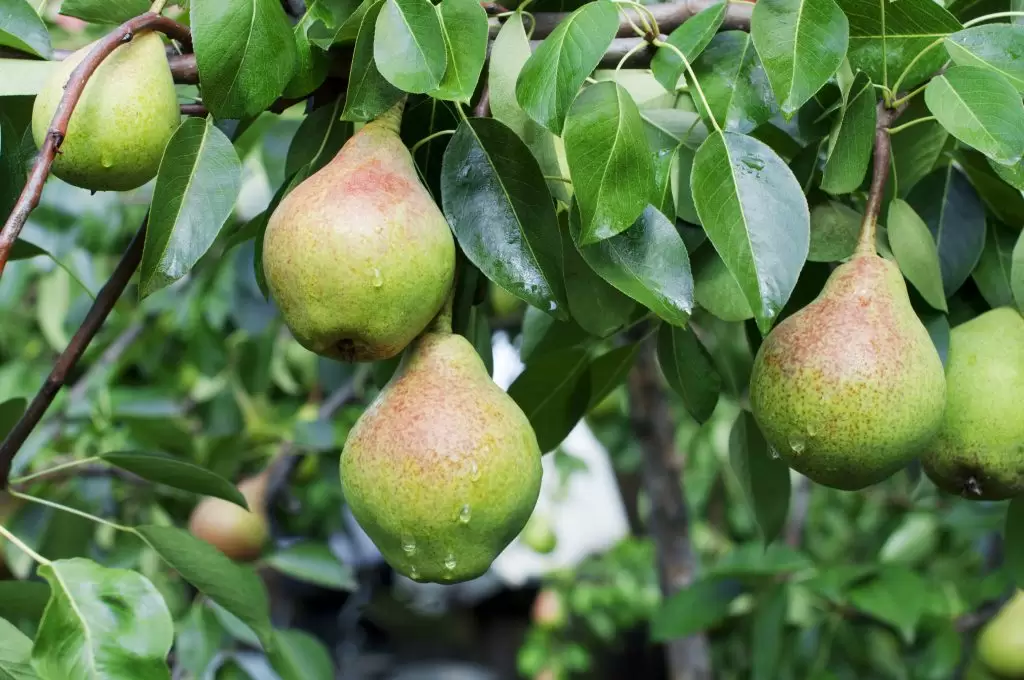 Груша "ГВИДОН"