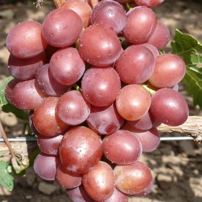 Виноград "ПРИМА"